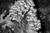 Mycena renatii