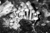 Mycena viscosa