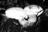 Neolentinus lepideus