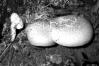 Neolentinus lepideus