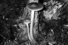 Oudemansiella radicata