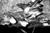 Panellus serotinus