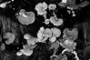 Panellus stypticus