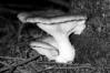 Pleurotus columbinus