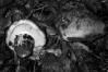 Tricholoma colossus