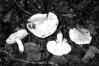 Tricholoma columbetta