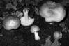 Tricholoma equestre