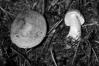 Tricholoma equestre