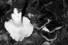 Tricholoma portentosum