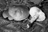 Tricholoma saponaceum var. squamosum