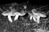 Tricholoma terreum