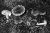 Tricholoma vaccinum