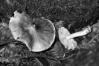 Tricholoma virgatum