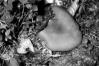 Tricholomopsis decora