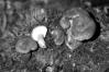 Tricholomopsis rutilans